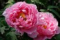 Fiori e Natura - 045